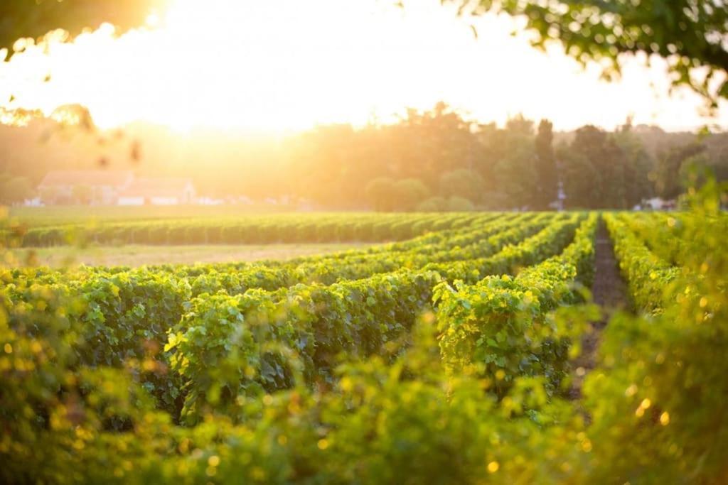 La Cle Des Vignes Villa Saint-Medard-d'Eyrans Ngoại thất bức ảnh